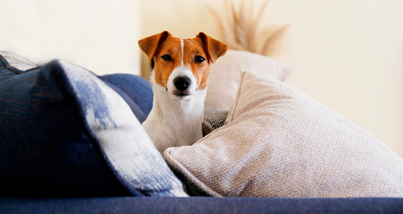 6 trucos para quitar los pelos de tu mascota del sofá