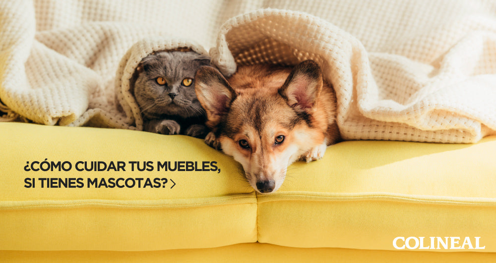 ¿Tienes mascotas en casa? Te dejamos unos tips para el cuidado de tus muebles