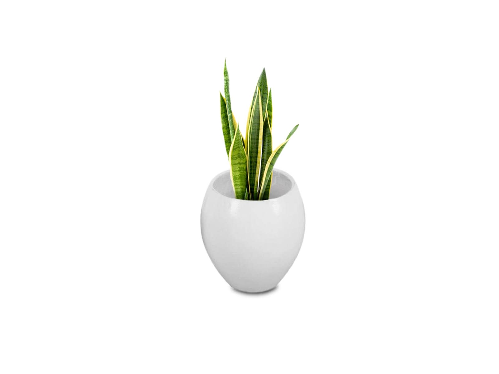 Maceta Barcelona Blanca Ovalo 38X33CM
