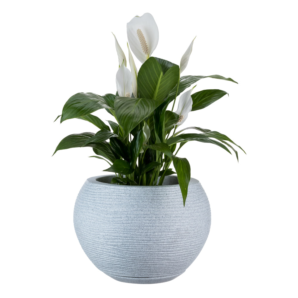 Maceta Florencia Sisal 27 x 24 cm C/Cemento Floridis