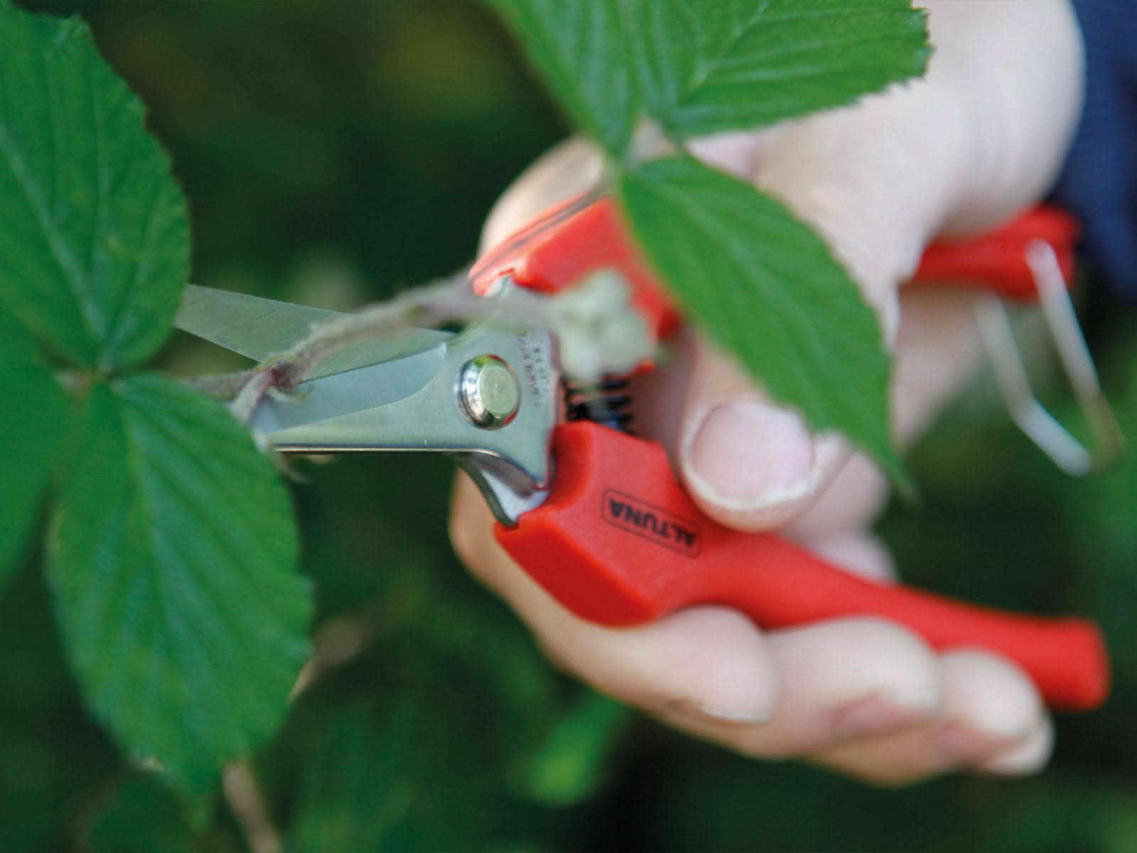 Tijera De Recoleccion Recta Altuna