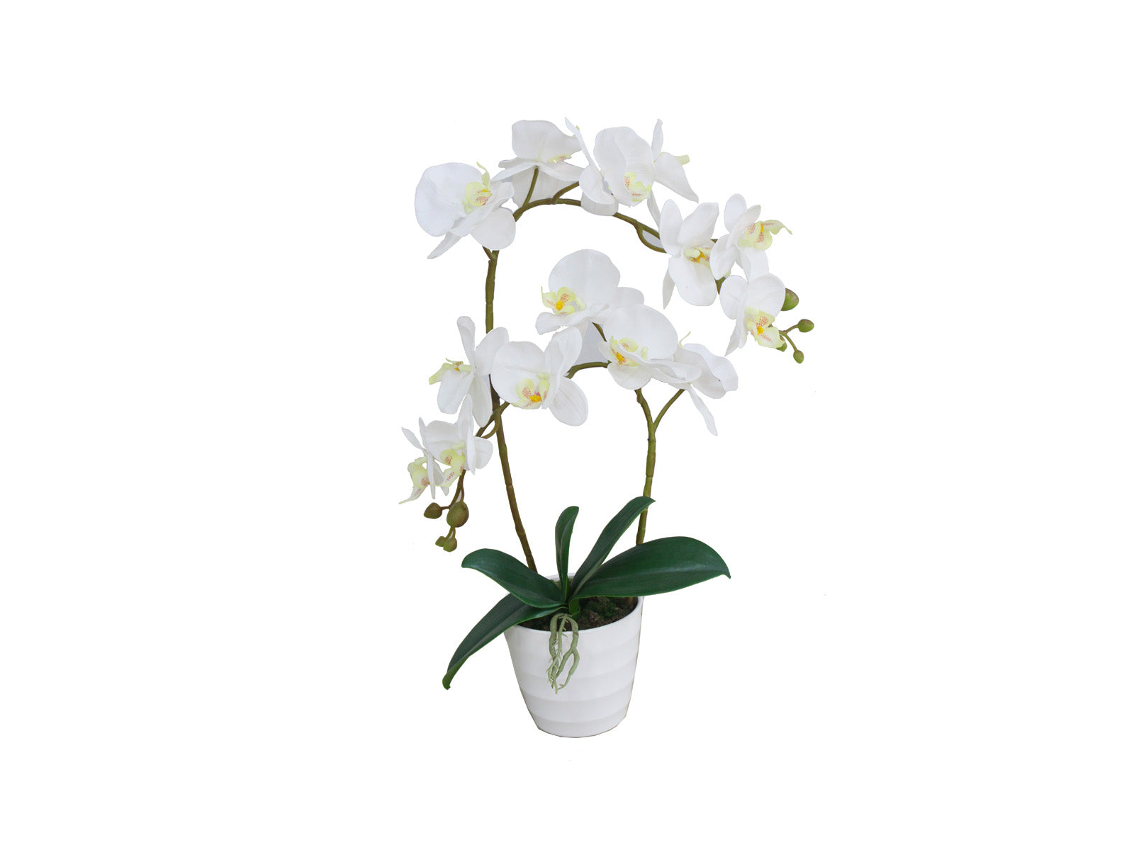 Arreglo Floral Orquidea Blanca 60cm