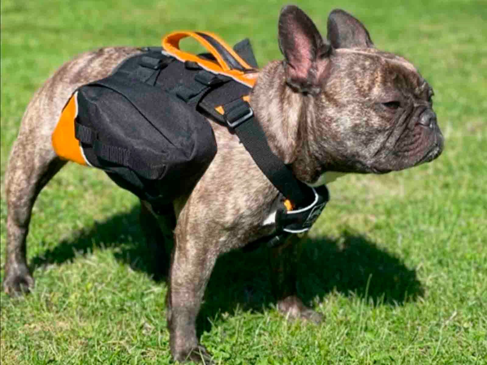 Maleta para Mascota Baxter Zee Dog C/Negro-Naranja